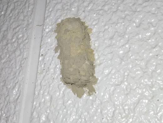 ドロバチの巣駆除共用廊下